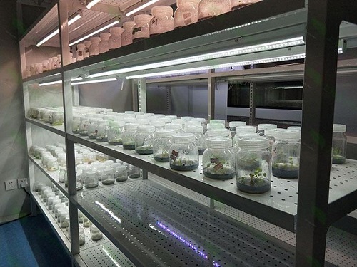 禹王台植物组织培养实验室设计建设方案